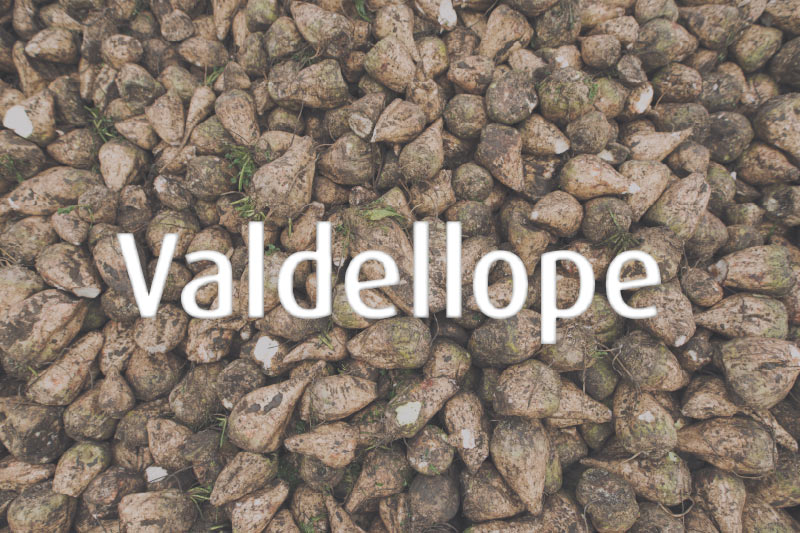 Remolachas con el texto