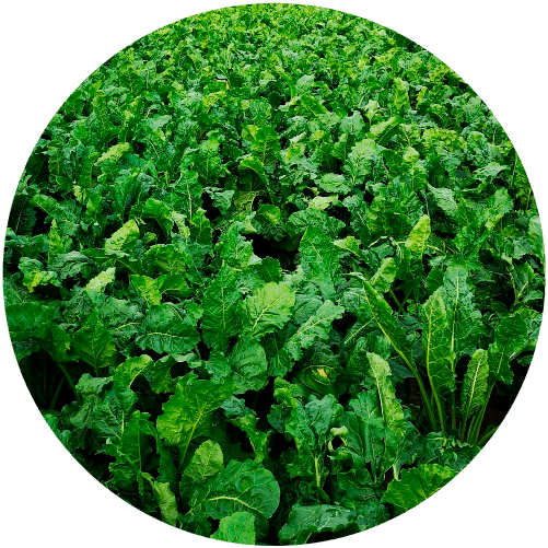 Cultivo de remolacha