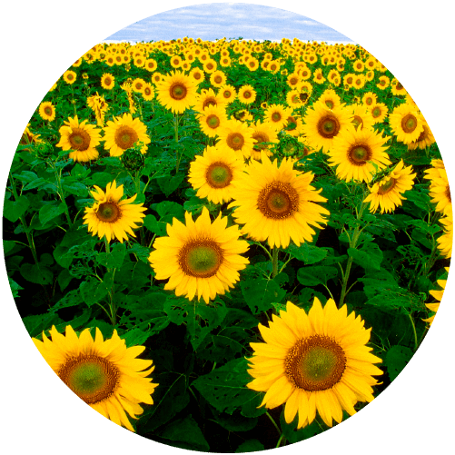 Campo de girasoles